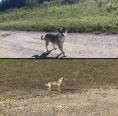 Kolaż dwóch zdjęć z małym psem na drodze i polu